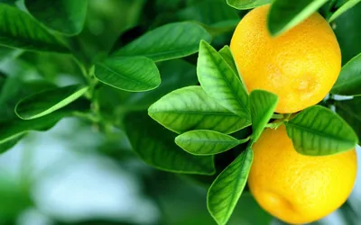 Лимоны – идеальный фон для вашего телефона в формате png