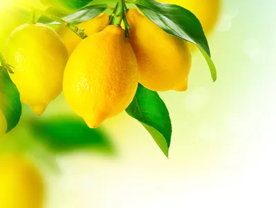 Фото лимонов в формате png