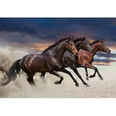 Фото лошади в различных форматах для выбора