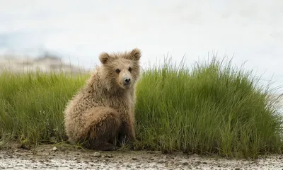 Медвежонок на фоне заснеженного ландшафта - стильные обои для телефона