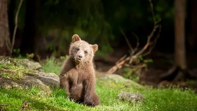 Фото милого медведя - скачать бесплатно jpg формат, разные размеры