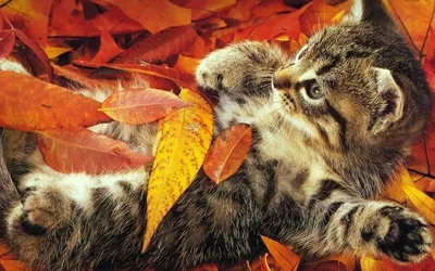 Осенние обои Осень няшный в формате jpg для iPhone