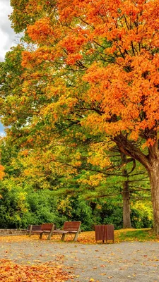 Фото Осень няшный для телефона в формате webp