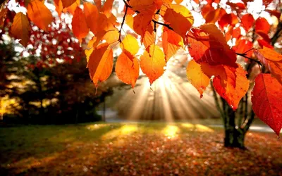 Потрясающие обои Осень няшный в формате jpg для iPhone
