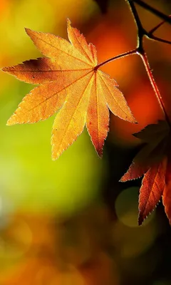 Фото Осень няшный для телефона в формате webp