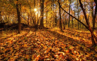 Осенний лес - живописные обои на телефон