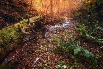 Осенний лес - фото для рабочего стола