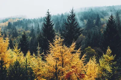 Осенний лес - красивые обои на iPhone