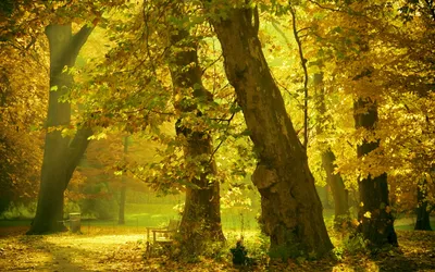Осенний лес - живописные обои на Android
