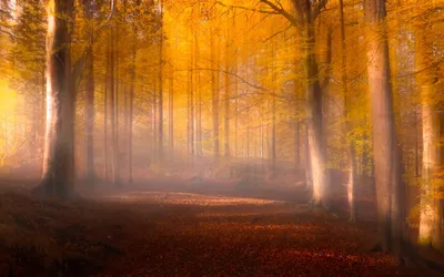Фото осеннего леса - красивые обои для Windows