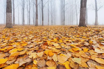 Фото осеннего леса для скачивания бесплатно
