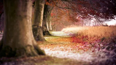 Осенний лес - живописные обои для рабочего стола