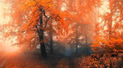 Осенний лес - обои для рабочего стола в формате webp