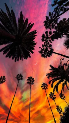 Пальмы закат: образы природы в телефоне