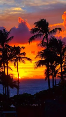 Фото Пальмы закат: впечатляющая красота природы