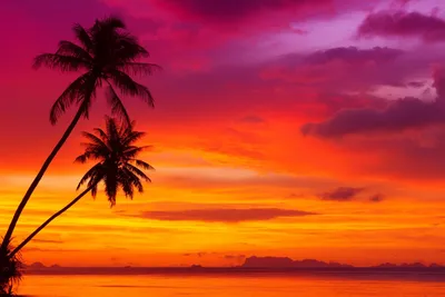 Фото Пальмы закат: наслаждайся прекрасным закатом
