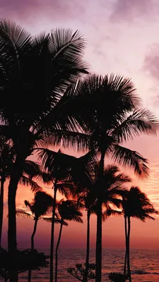 Пальмы закат: идеальное сочетание природы и спокойствия