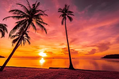 Фото Пальмы закат: наслаждайся красотой заката