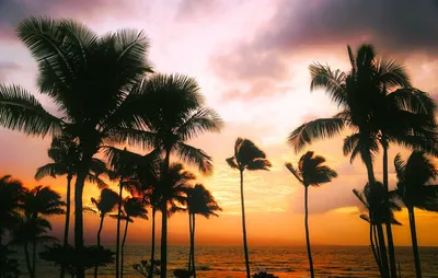 Фото Пальмы закат: уносятся на волнах красоты