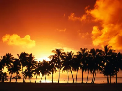 Фото Пальмы закат: картина красивого момента