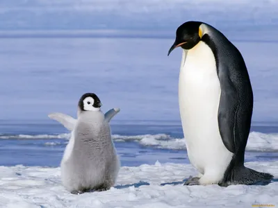 Обои с пингвином в формате jpg, скачать бесплатно