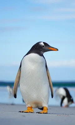 Обложка для Facebook с пингвином: подходит для любого устройства