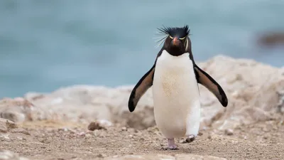 Пингвин во всей красе: фото высокого разрешения, png формат