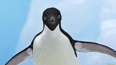 Пингвин в студии: фото в формате jpg для вашего устройства