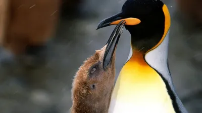 Пингвины и снег: фото для разных устройств и размеров