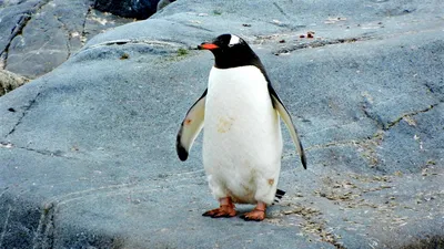 Пингвины в полёте: фотографии высокого качества, png формат