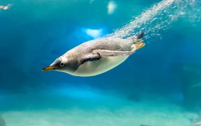 Пингвин в Антарктиде: обои на выбор в разных форматах