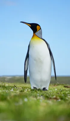 Смешной пингвин на экран телефона: выберите свой формат