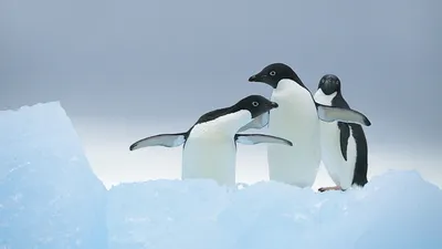 Фото пингвинов в черно-белом стиле: скачать обои бесплатно