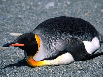 Пингвины в океане: фото на любой экран, в хорошем качестве