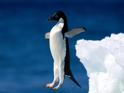 Фоны с пингвином для Telegram: скачать бесплатно