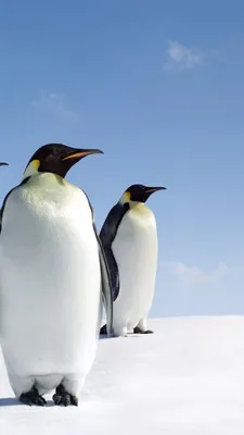 Пингвины и морская жизнь: обои для рабочего стола, png, webp