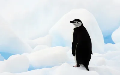 Фото пингвина в ярком свете: скачать обои разных размеров