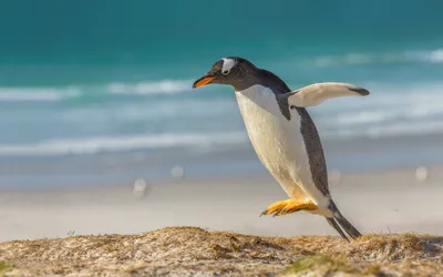 Пингвины в дикой природе: фотографии в разных форматах