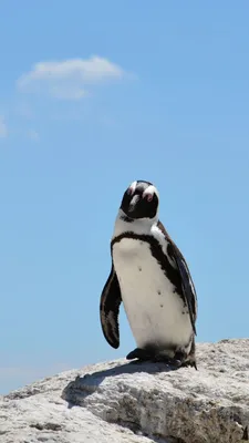 Пингвины на экран вашего смартфона: скачать обои бесплатно