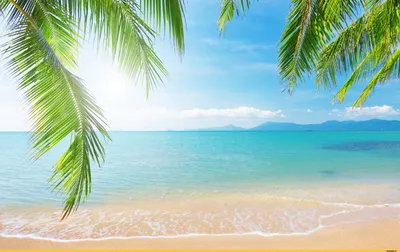 Пляж пальмы обои
