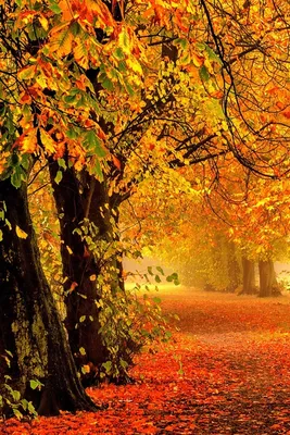 Бесплатные обои Природа осень для скачивания jpg