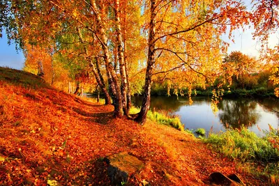Обои Природа осень - прекрасный фон для телефона