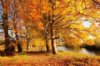 Природа осень - обои на iPhone бесплатно