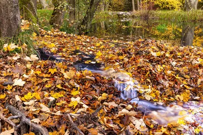 Фото Природа осень - обои на iPhone в хорошем качестве