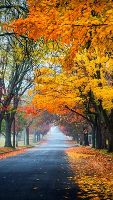 Фото Природа осень - обои для iPhone и Android бесплатно