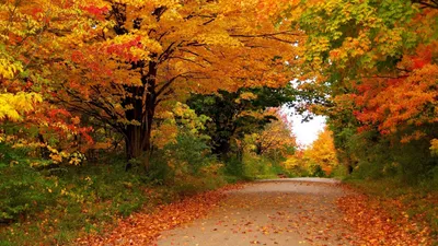 Фото Природа осень - качественные обои для iPhone