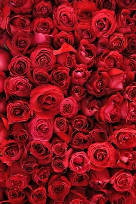Розы красные обои