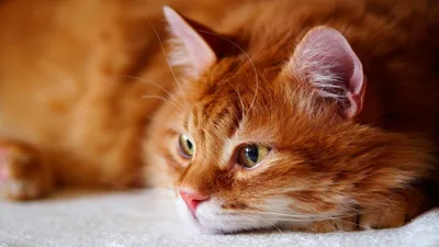 Рыжий кот - обои на телефон в формате jpg