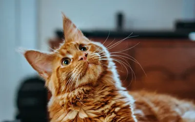 Фото рыжего кота - обои для Android в webp