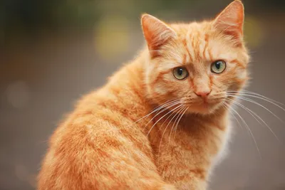 Обои с фото рыжего кота для Android - webp формат